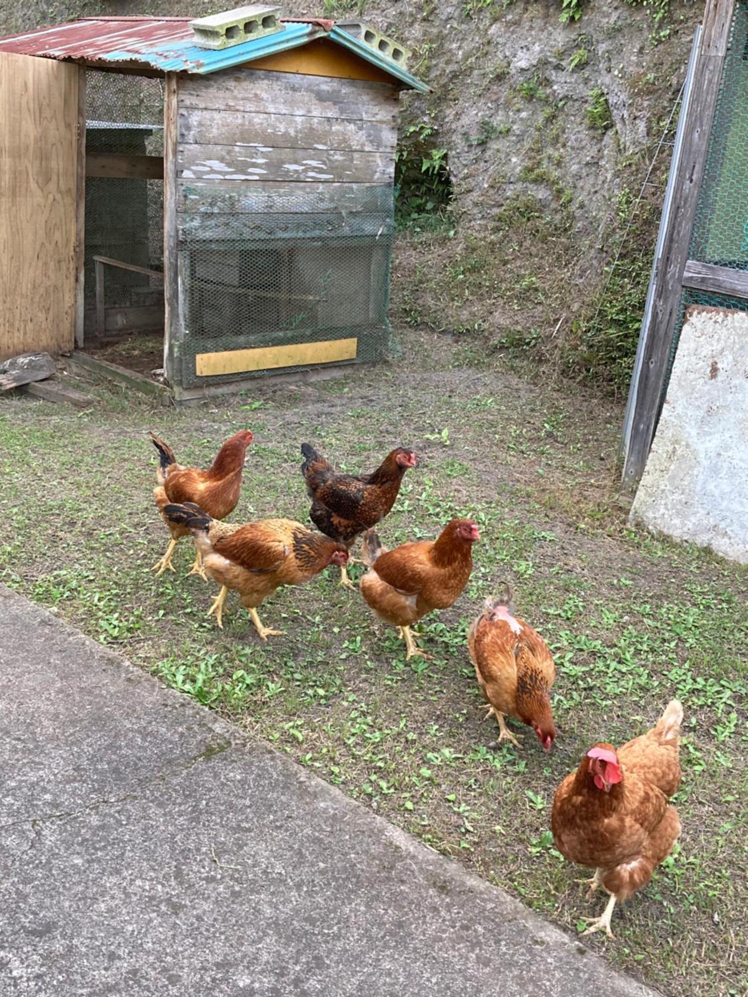 Apartamento 体験型農家民泊「お陽さまと風」 Bungoono Exterior foto